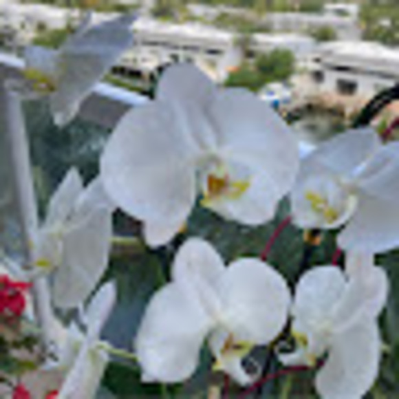 Meet your Posher, Lessia - Picture 1 of 1